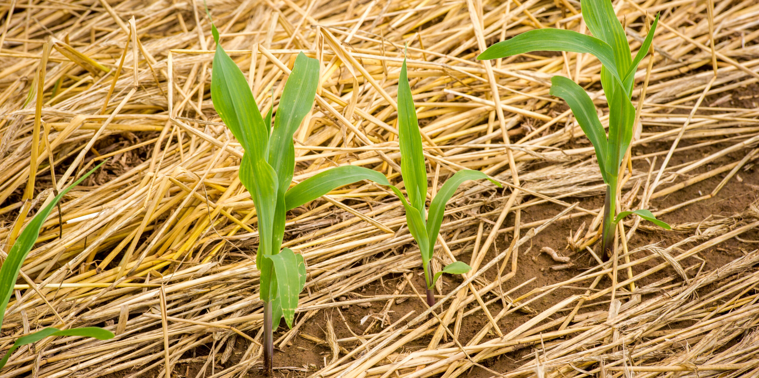 Mulch as part of your gardening jobs this month © Getty