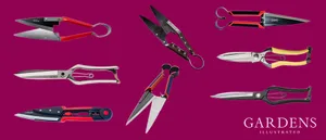 A selection of topiary shears A selection of topiary shears on a pink background