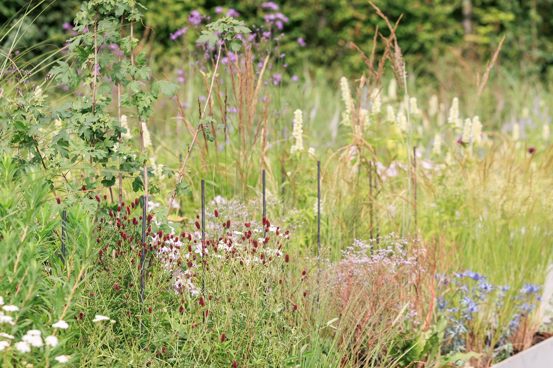 Saltire Garden