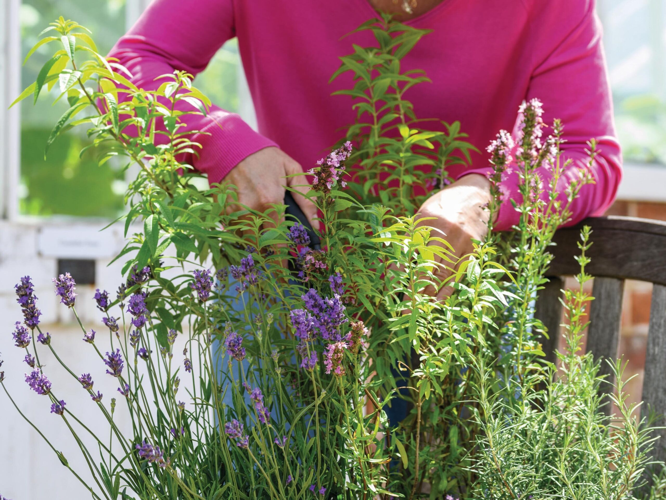 An indoor aromatic plant display using lavender, rosemary and lemon verbena © Jason Ingram