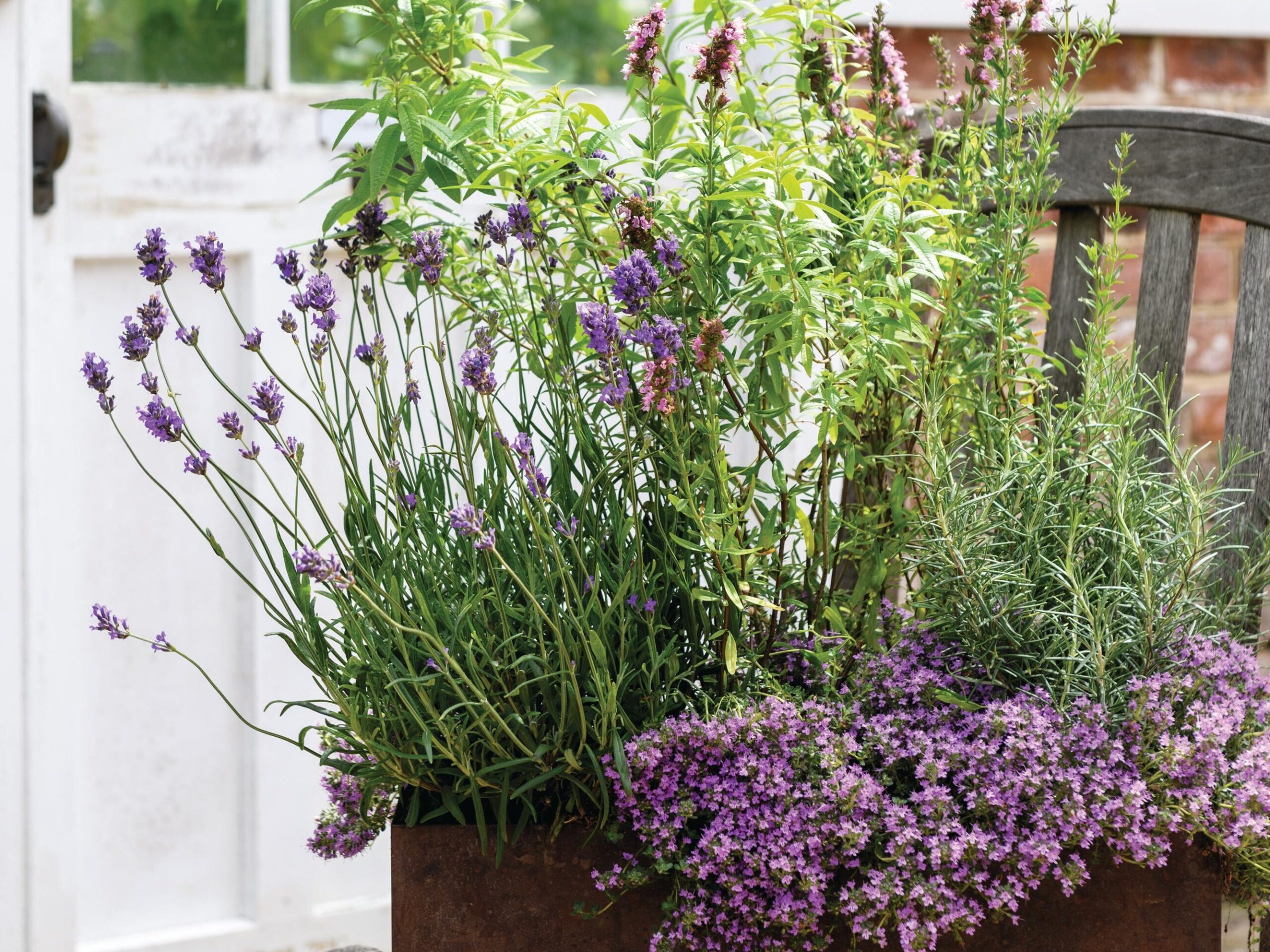 An indoor aromatic plant display using lavender, rosemary and lemon verbena