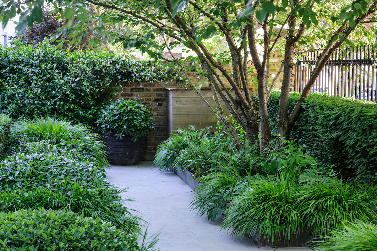 Two attention-grabbing trees create a visual anchor in this residential London garden by Charlotte Harris and Hugo Bugg