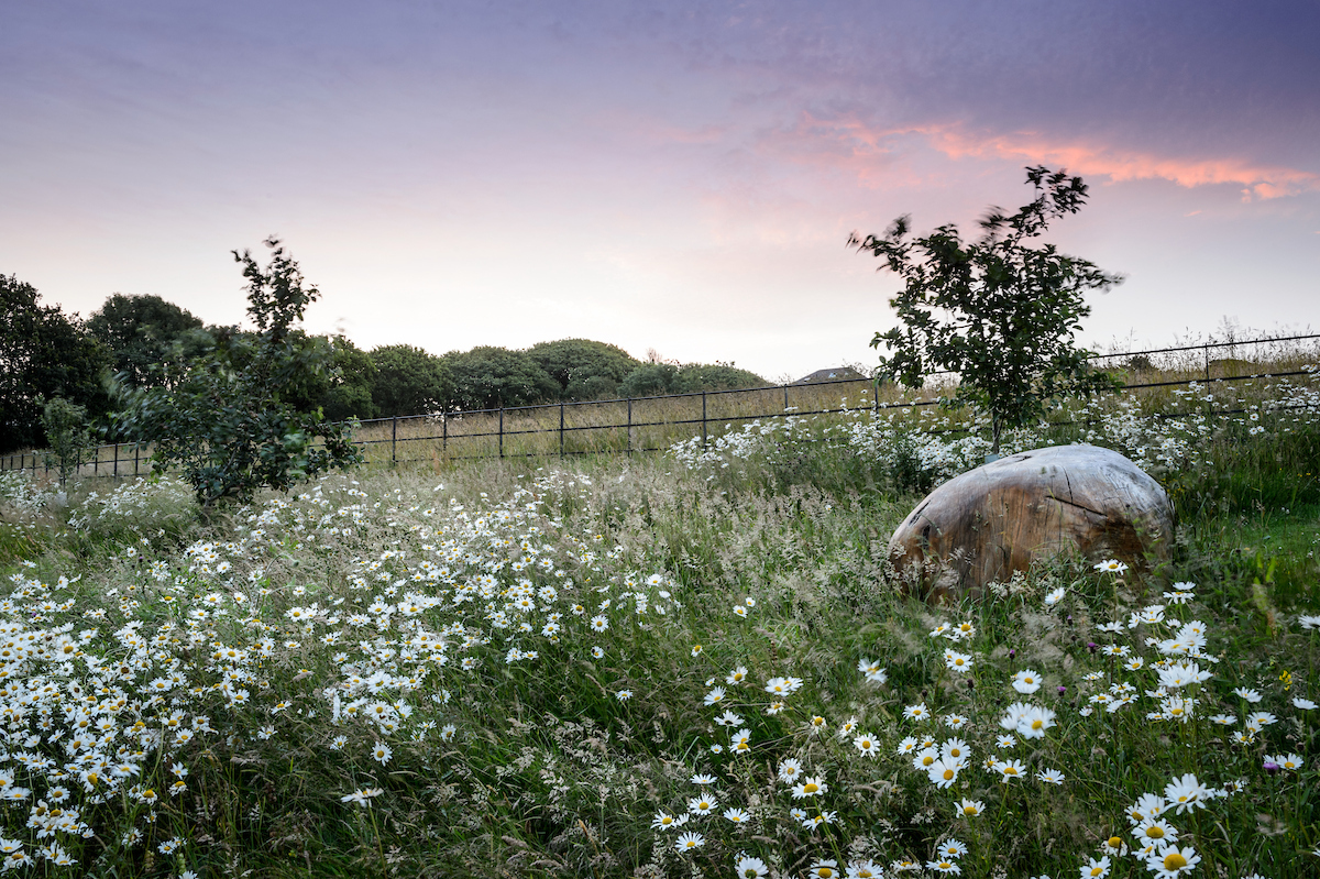 A wooden carving adds an interesting element to this meadow garden in Cornwall