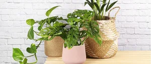 Beards & Daisies plant subscription Beards & Daisies plant subscription on a table