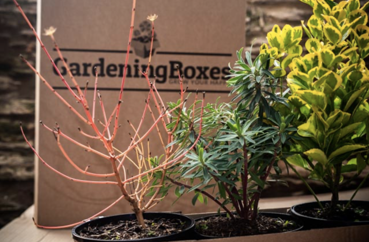 Gardening Box