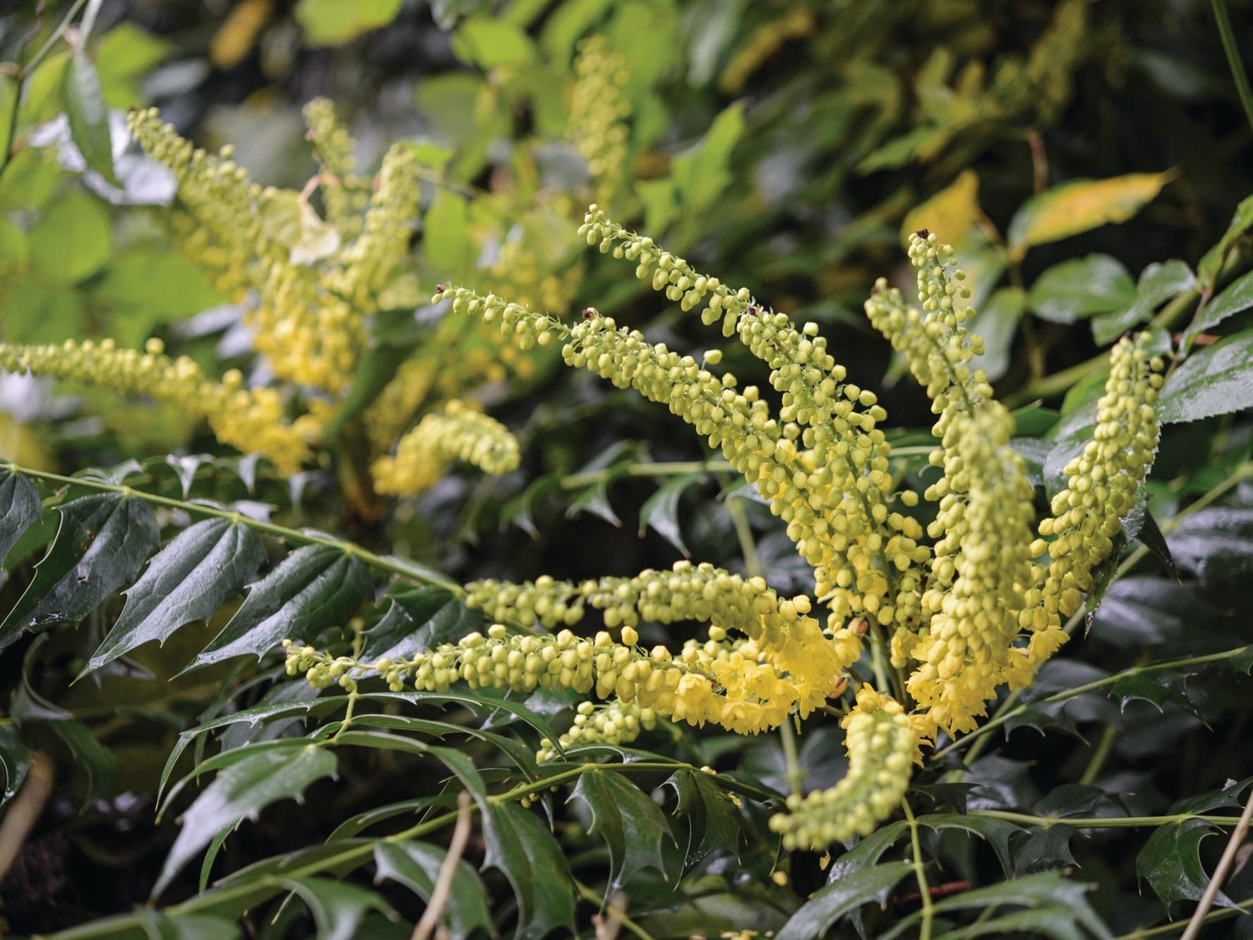 Yellow plant