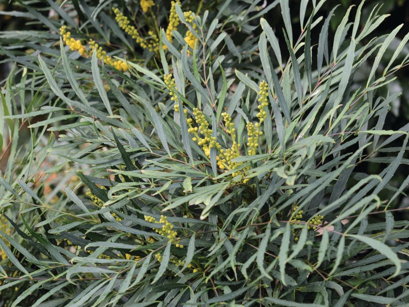 Plant with yellow flowers