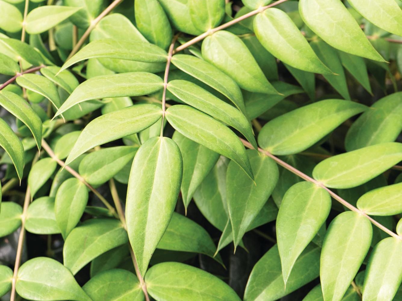 Green leaves