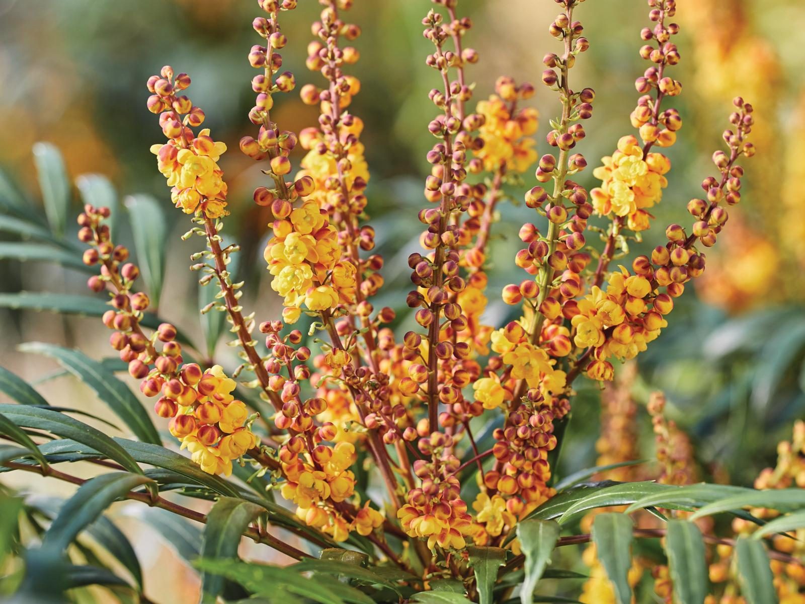 Yellow and red flowered plant