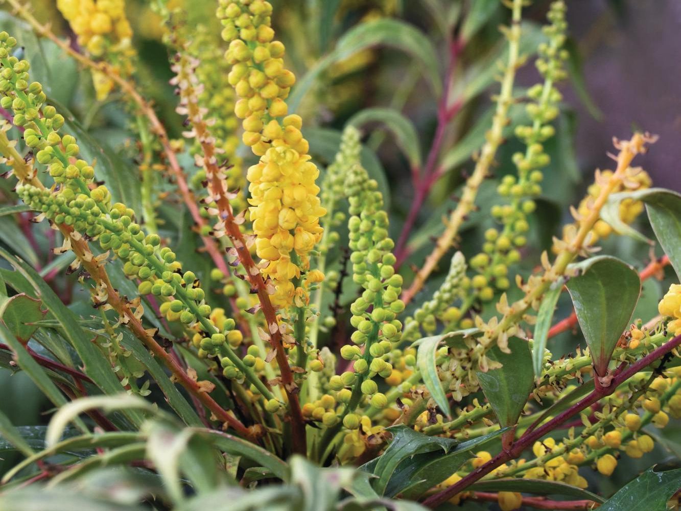 Yellow and red stemmed plant