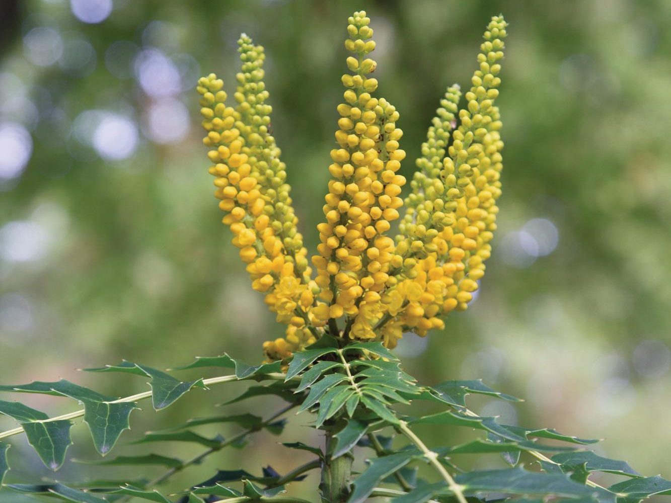 Yellow flowers