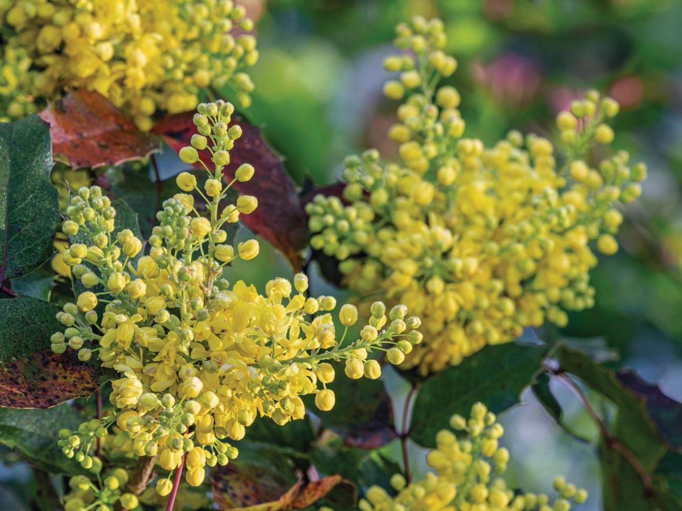 Yellow flowers