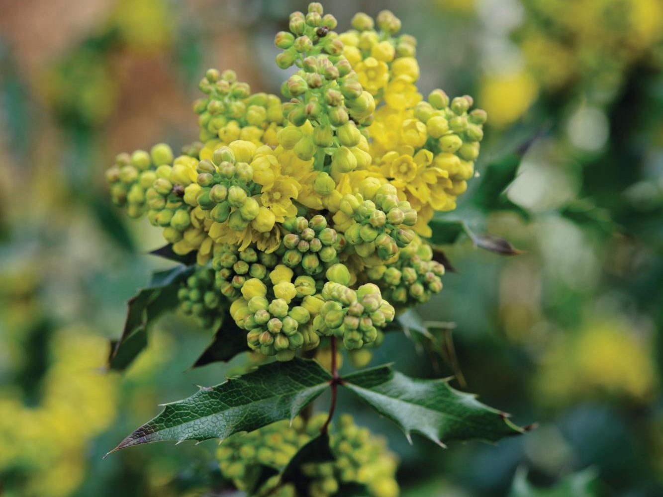 Yellow-flowered plant