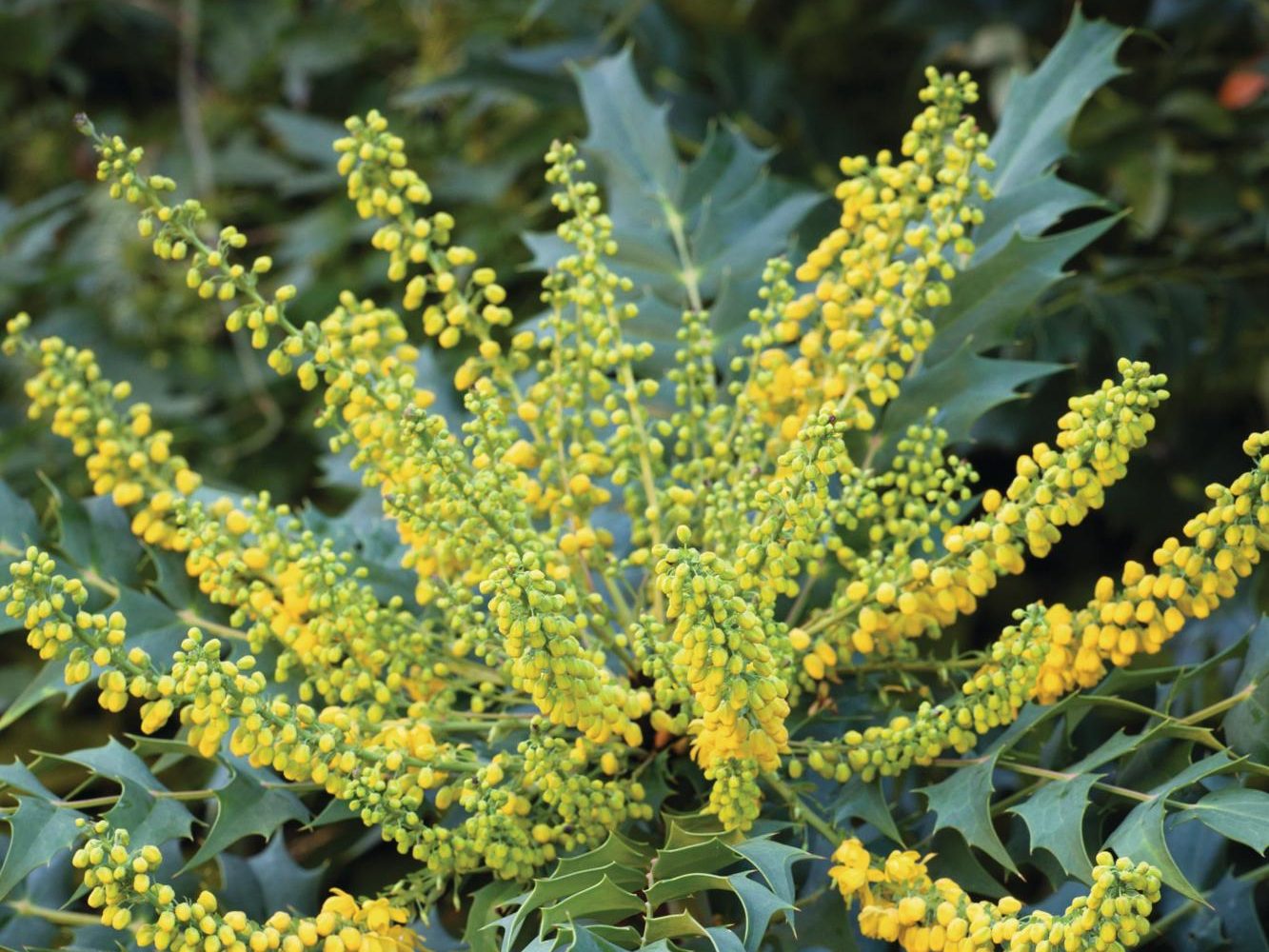 Yellow flowers