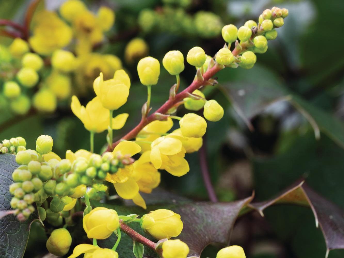 Yellow flowers