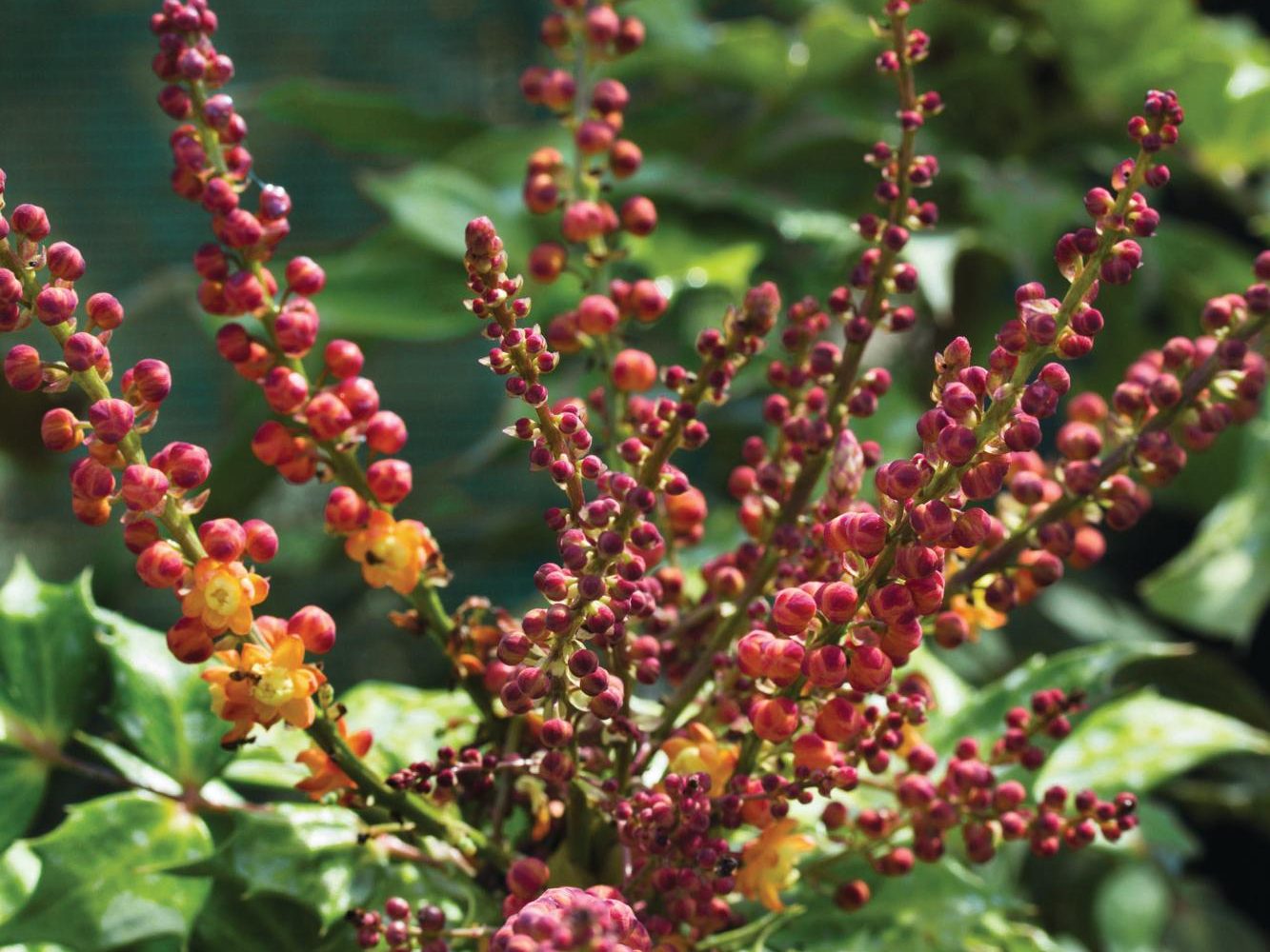 Red flowers