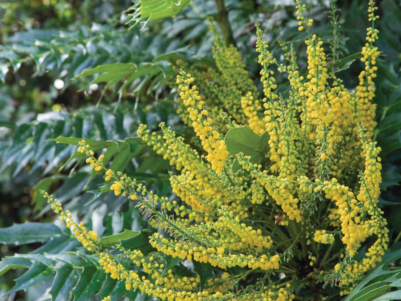 Yellow flowered plant