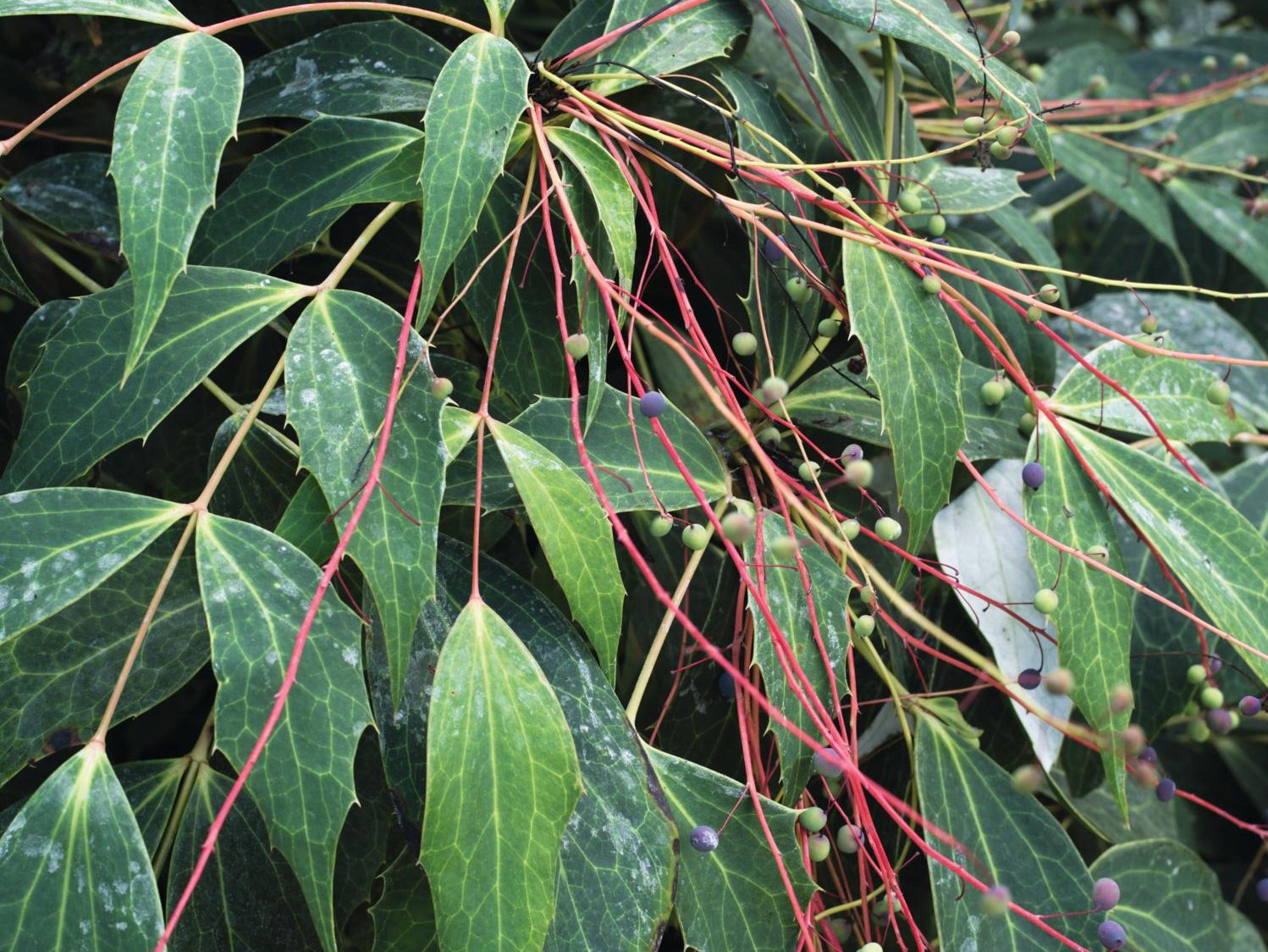Red stemmed plant