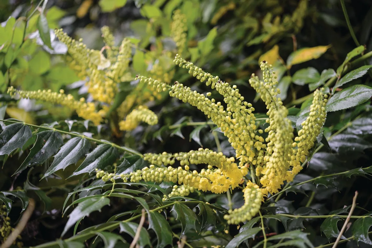 JI_191216_MatthewReese_099_preview Yellow plant