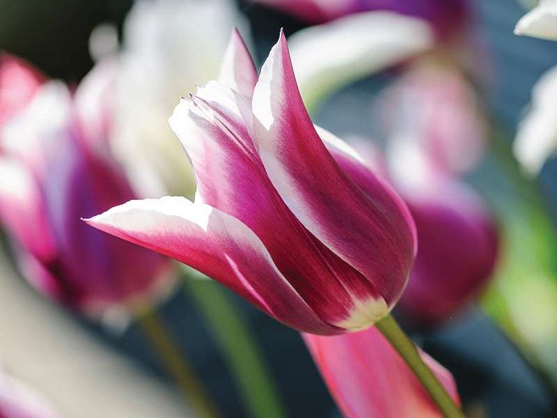 Tulipa ‘Ballade’