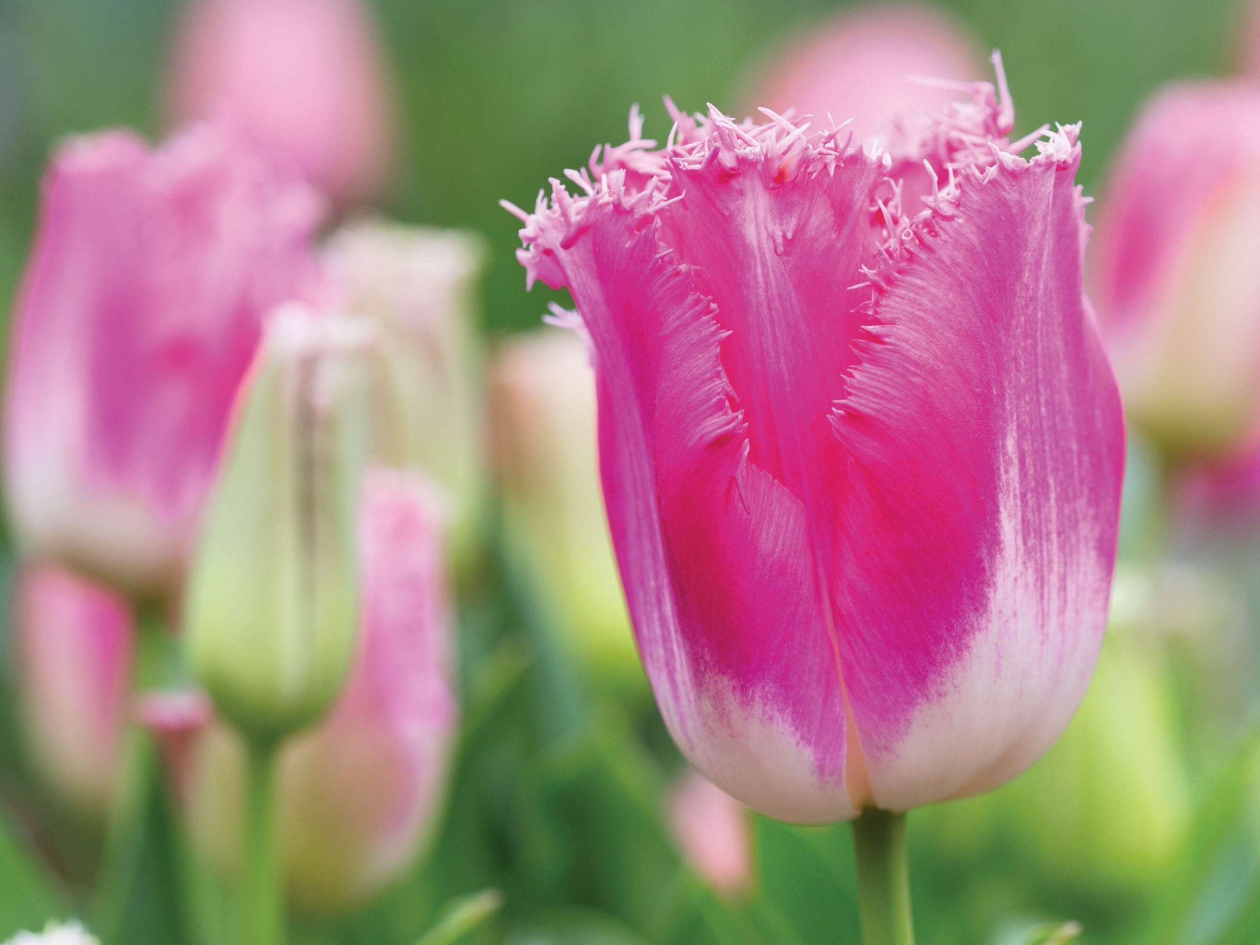 Tulipa ‘Auxerre’