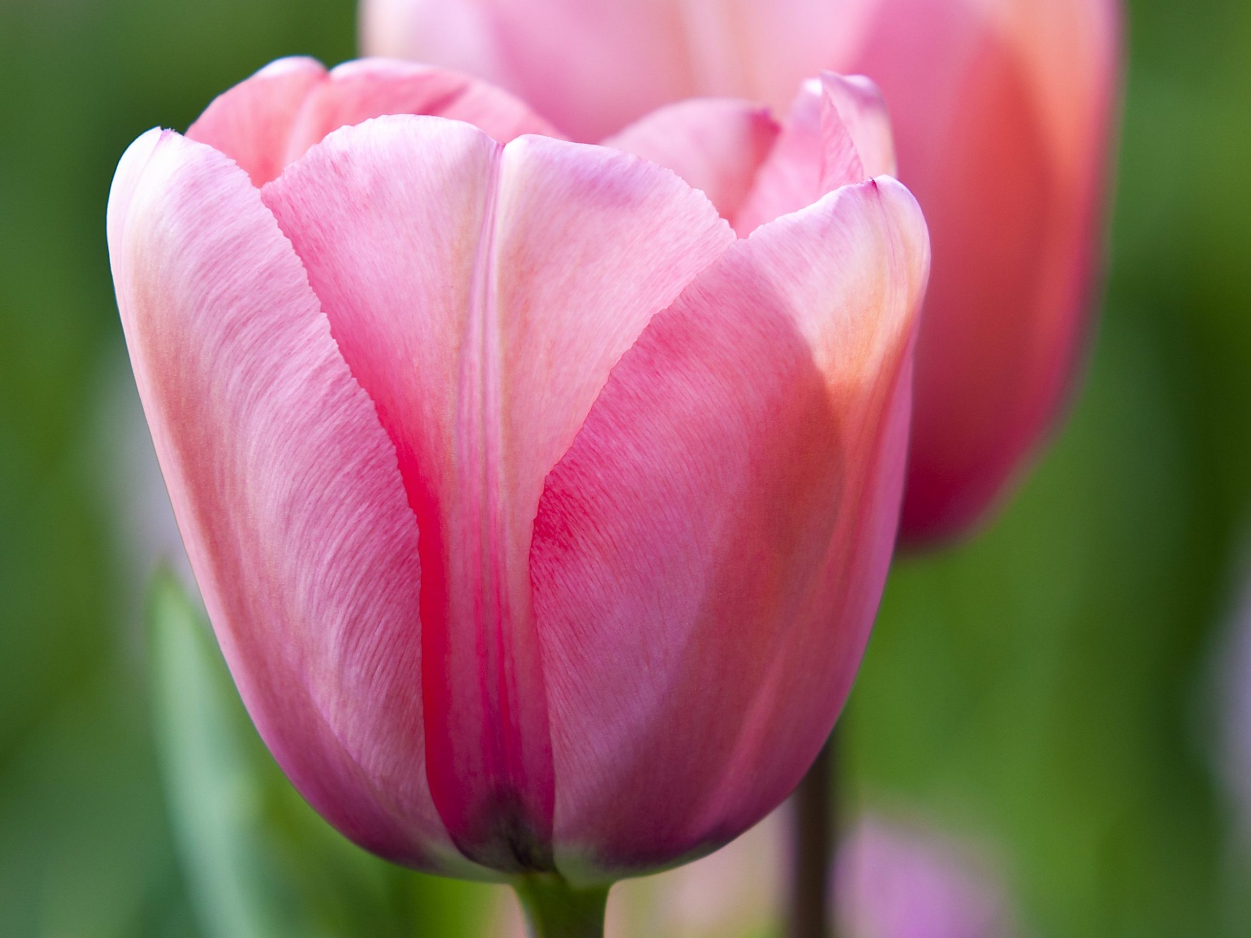 Tulipa ‘Menton’