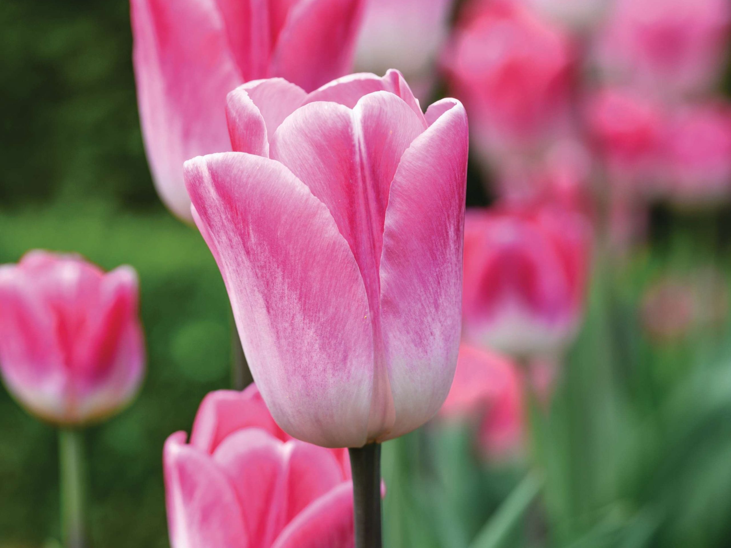 Tulipa ‘Innuendo’
