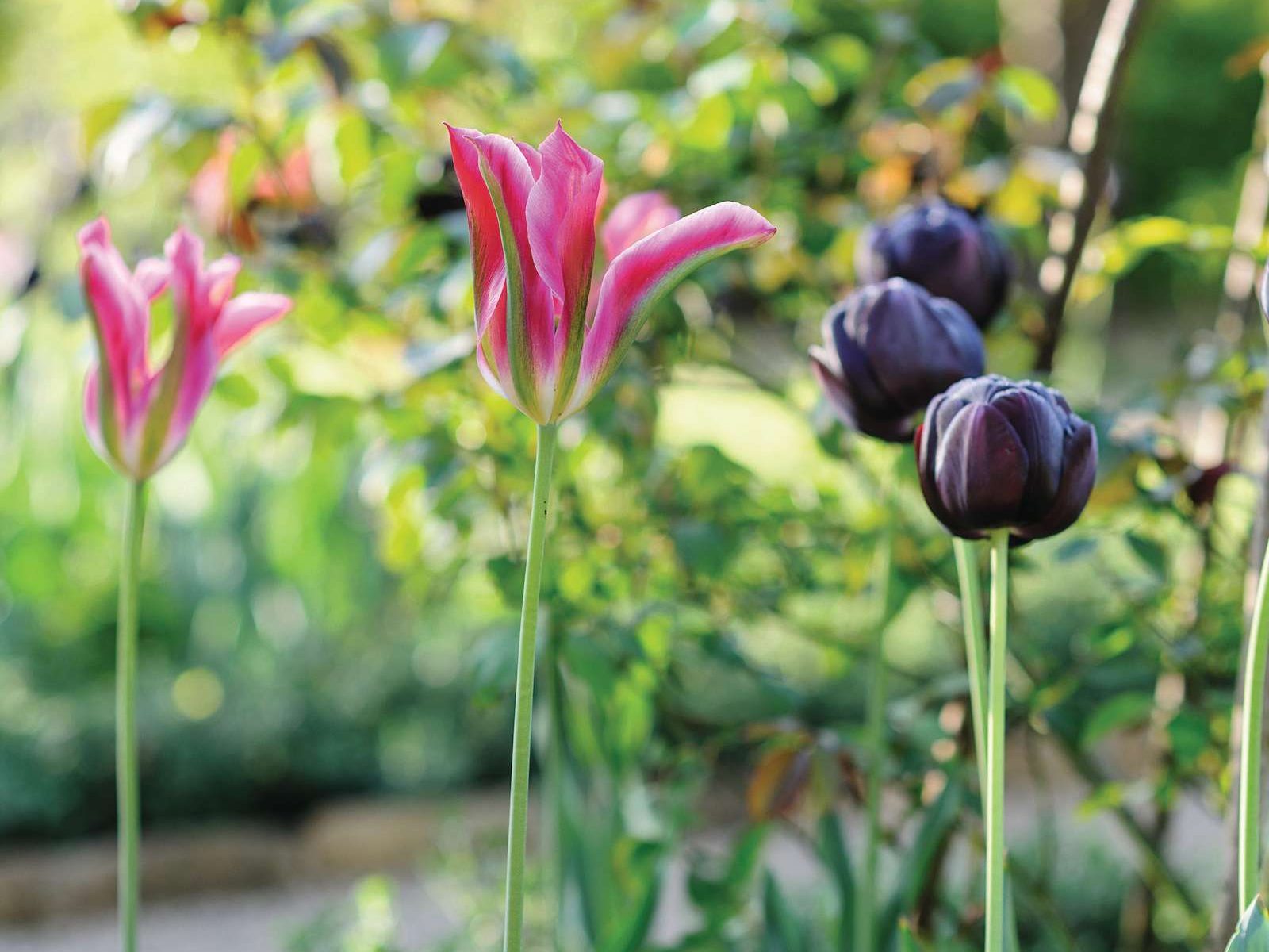Tulipa ‘Virichic’