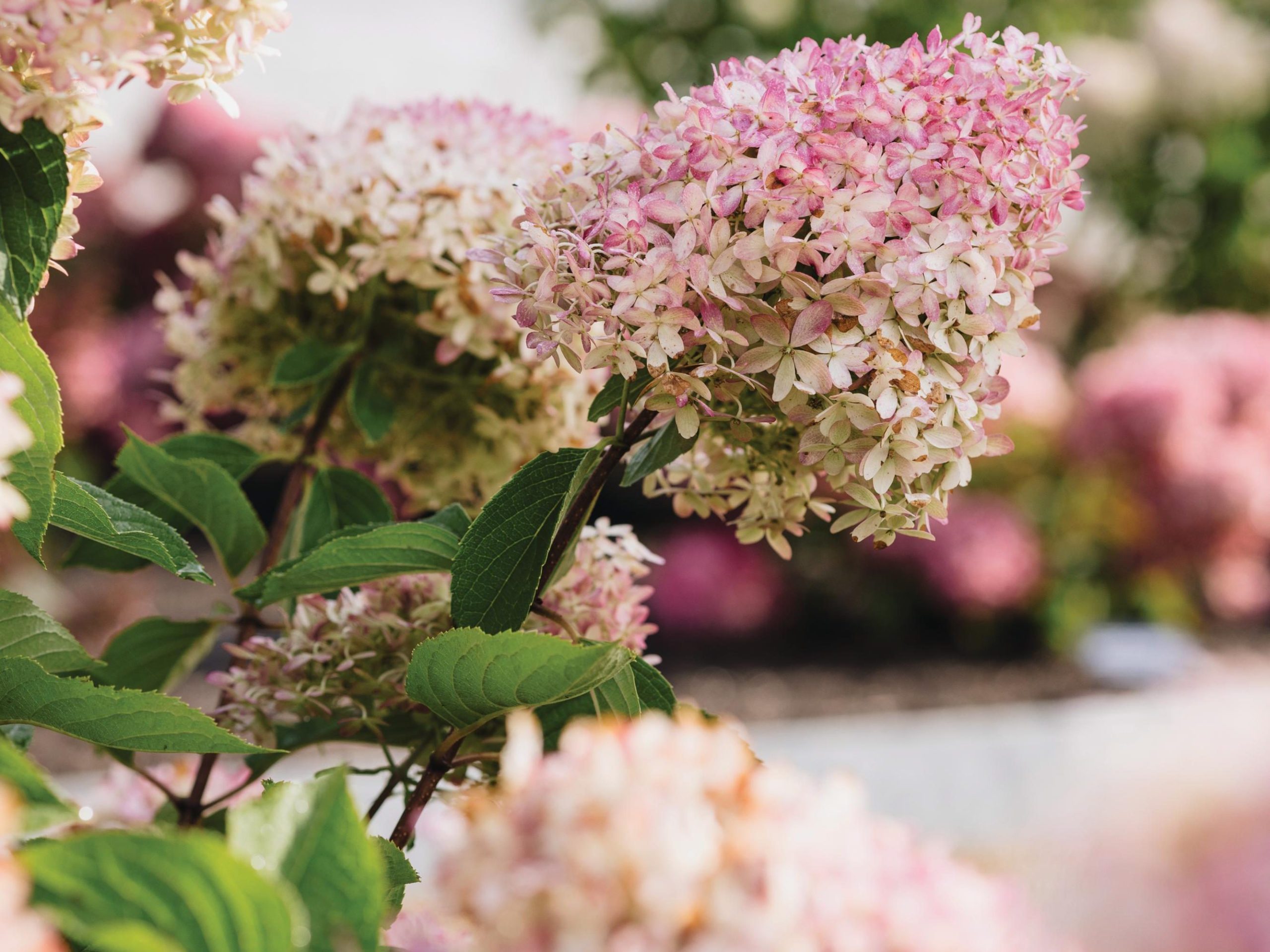 Pink flowers
