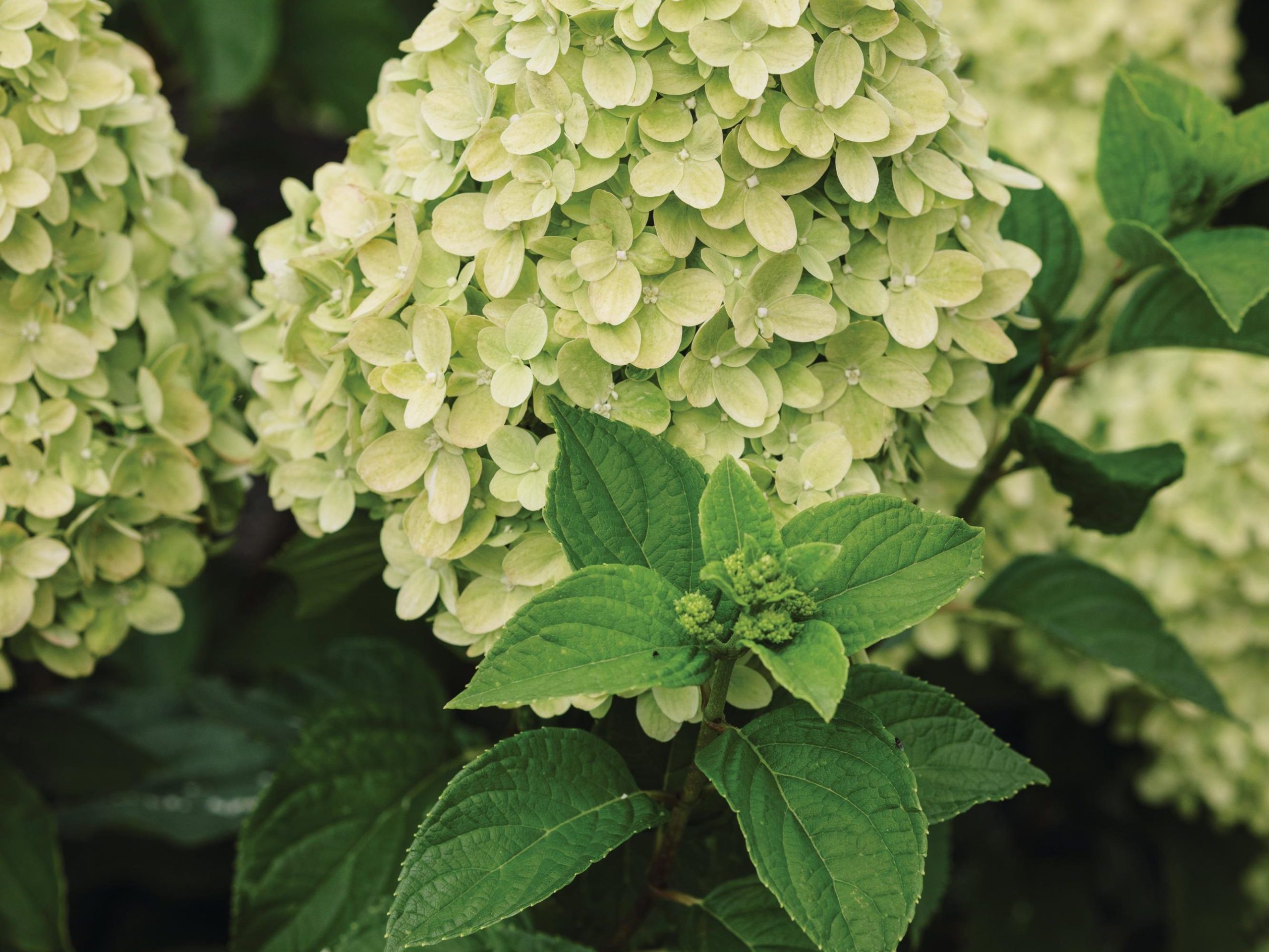 White flowers