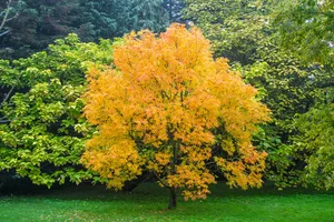 Untitled Koelreuteria paniculata