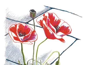 Poppies in a pavement - an illustration by Hannah Pontin Poppies in a pavement - an illustration by Hannah Pontin
