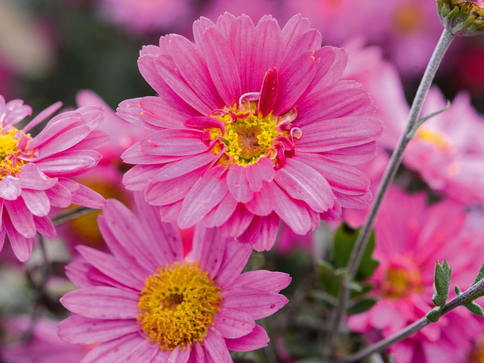 Chrysanthemum 'Herbstkuss'