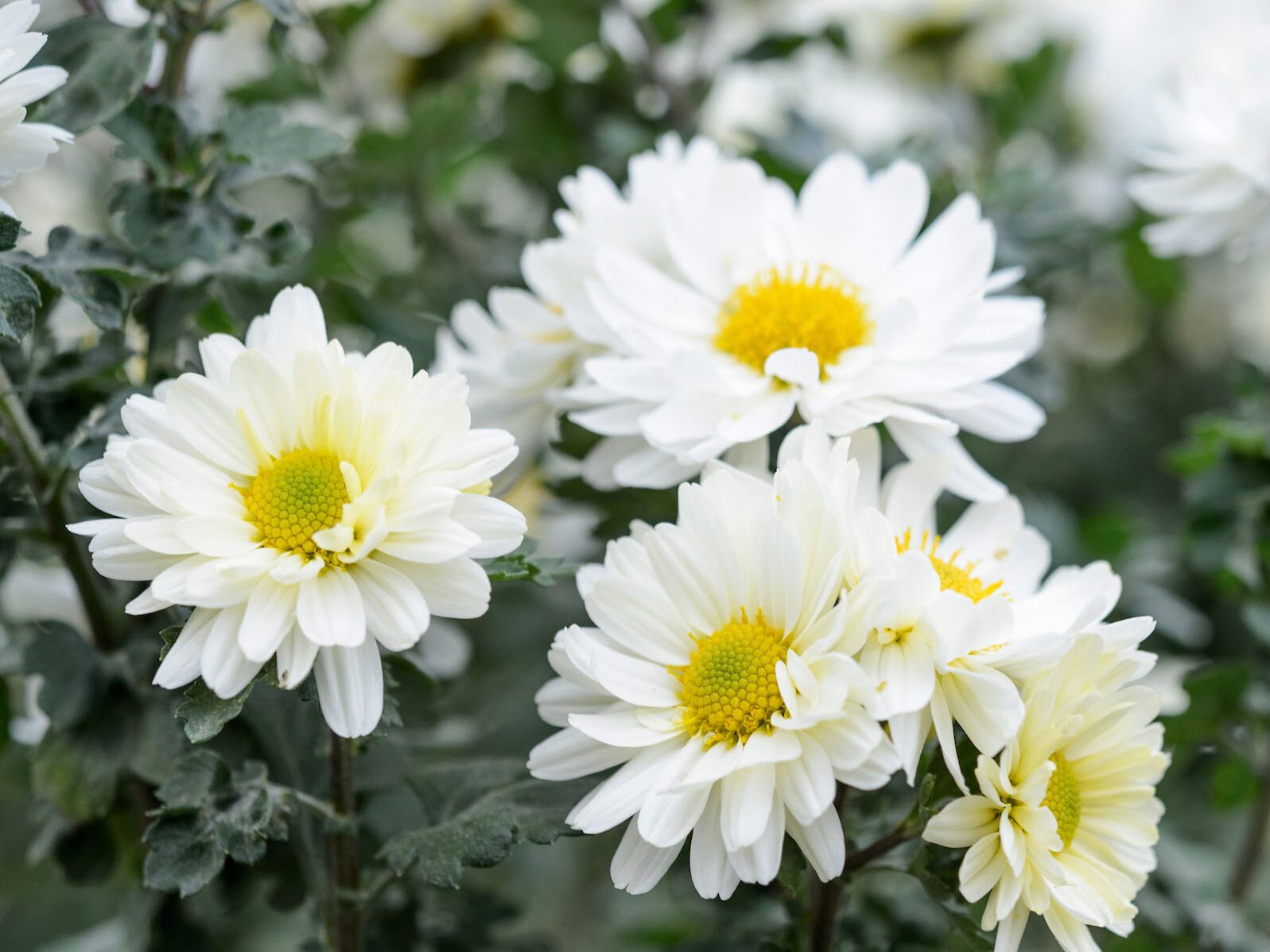 Chrysanthemum 'Poesie'