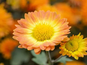 Chrysanthemum 'Dernier Soleil' Chrysanthemum 'Dernier Soleil'