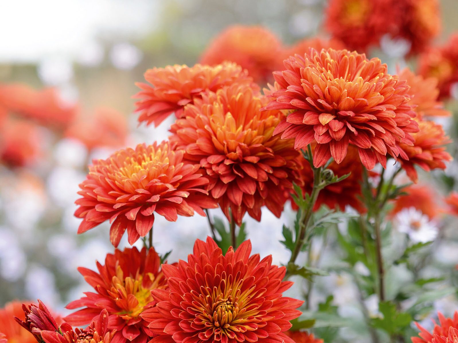 Chrysanthemum 'Brennpunkt'