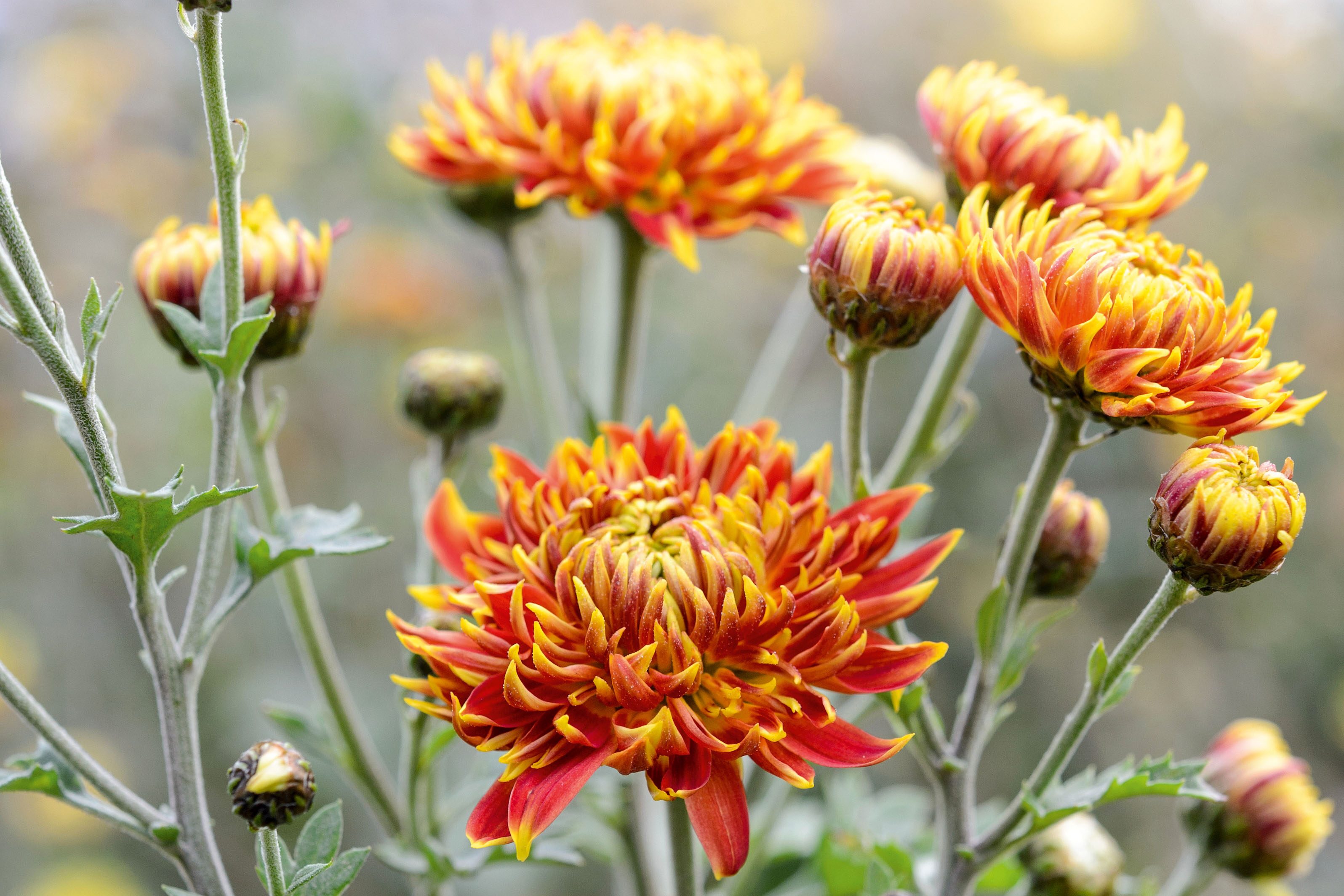 Chrysanthemum 'Granatapfel'
