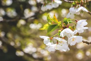 Cherry trees for cherry blossom: Prunus 'Umineko' Prunus 'Umineko' cherry blossom tree