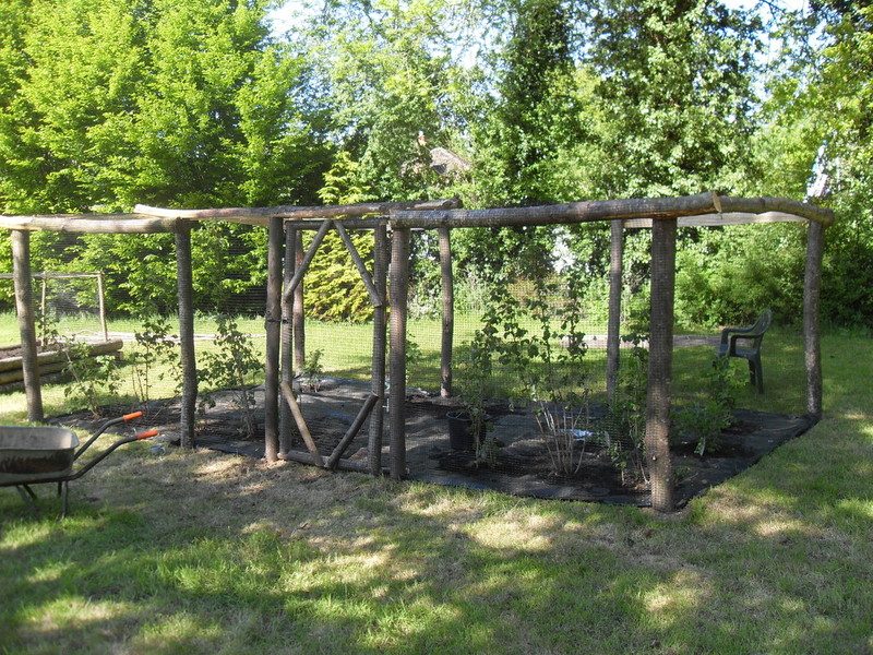 Sweet chestnut fruit cage