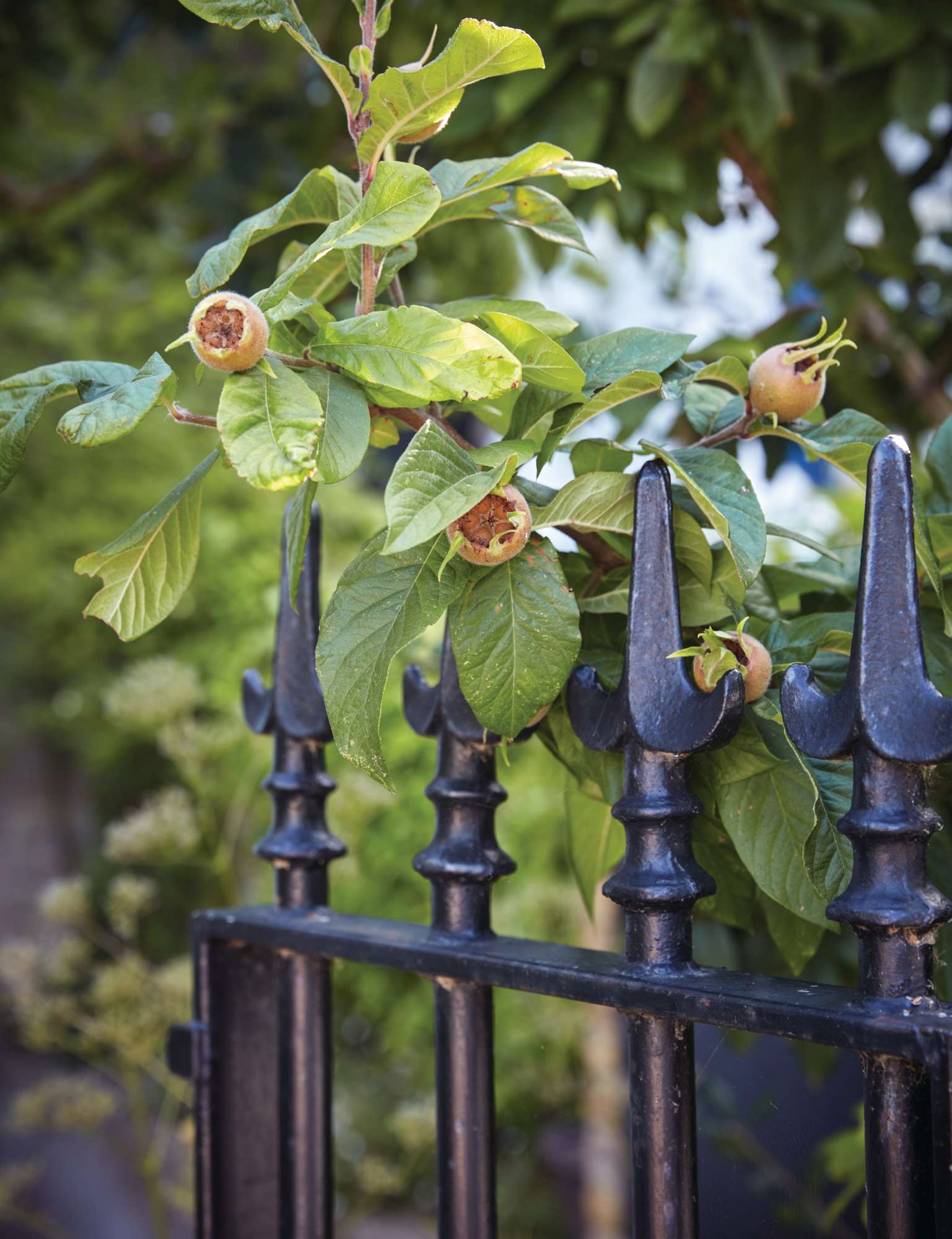 Dan Pearson London garden