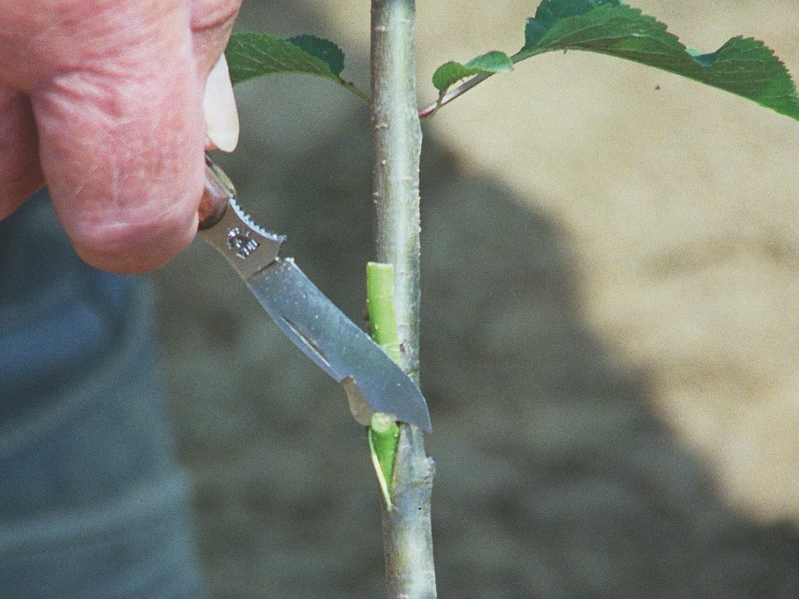 Garden knife pruning
