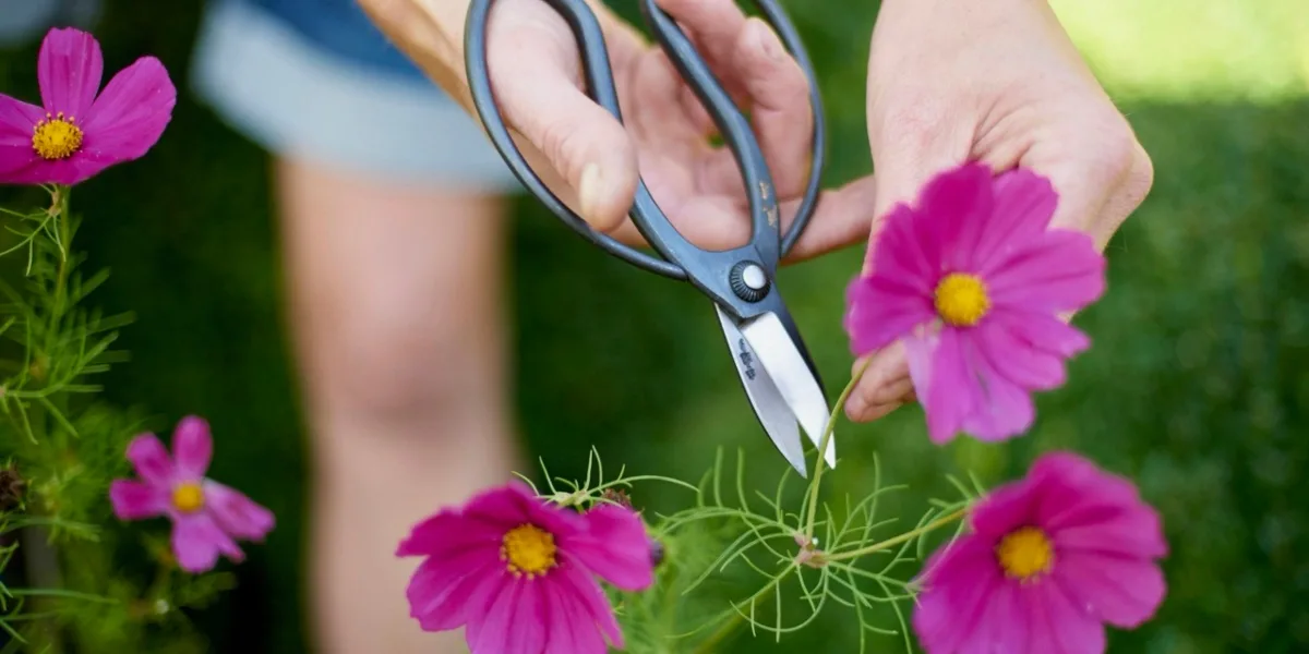 Garden scissors hero Garden scissors