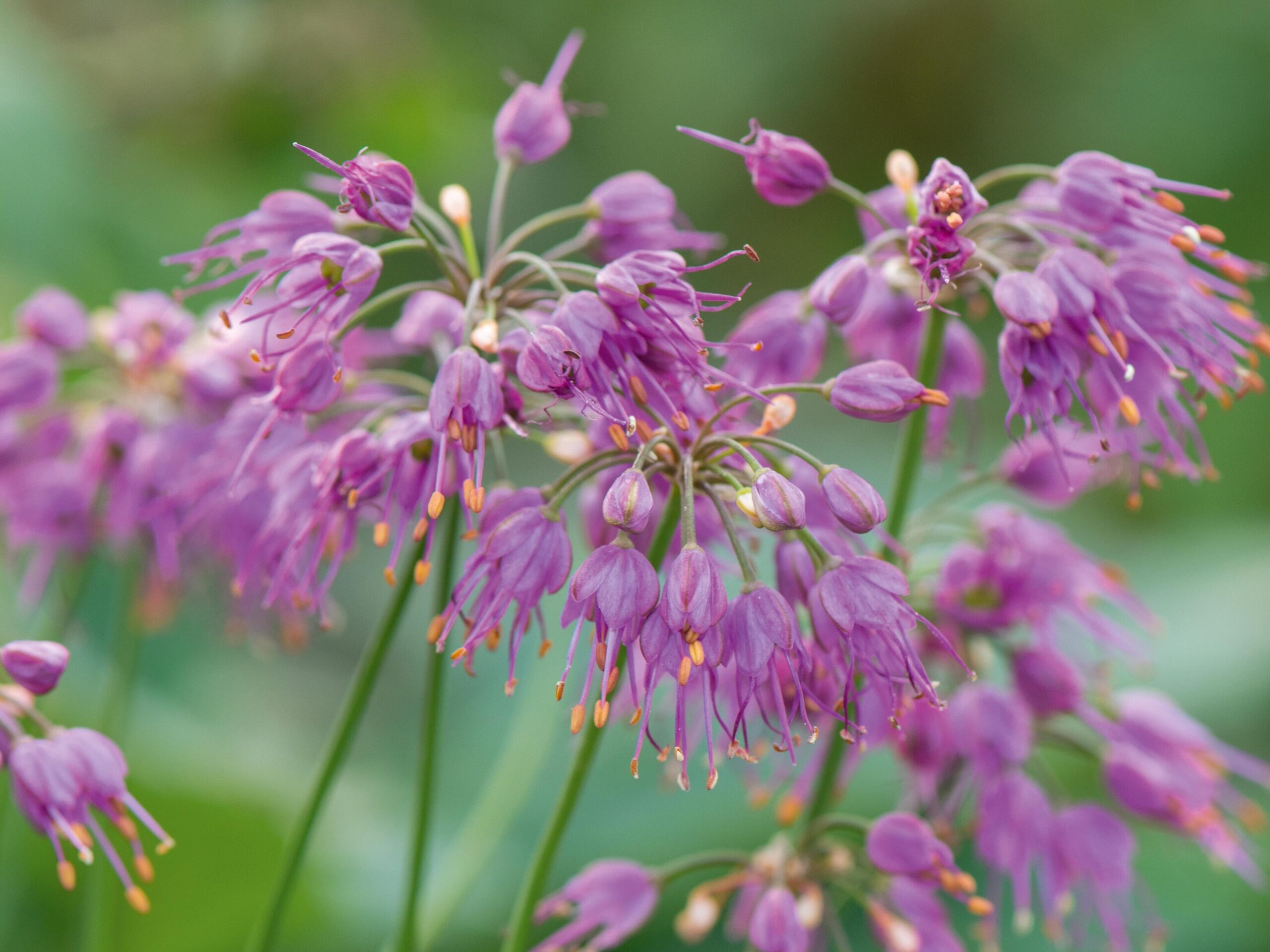 November flowers: Allium thunbergii Ozawa
