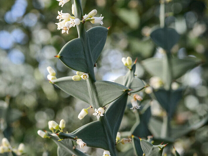 Colletia paradoxa