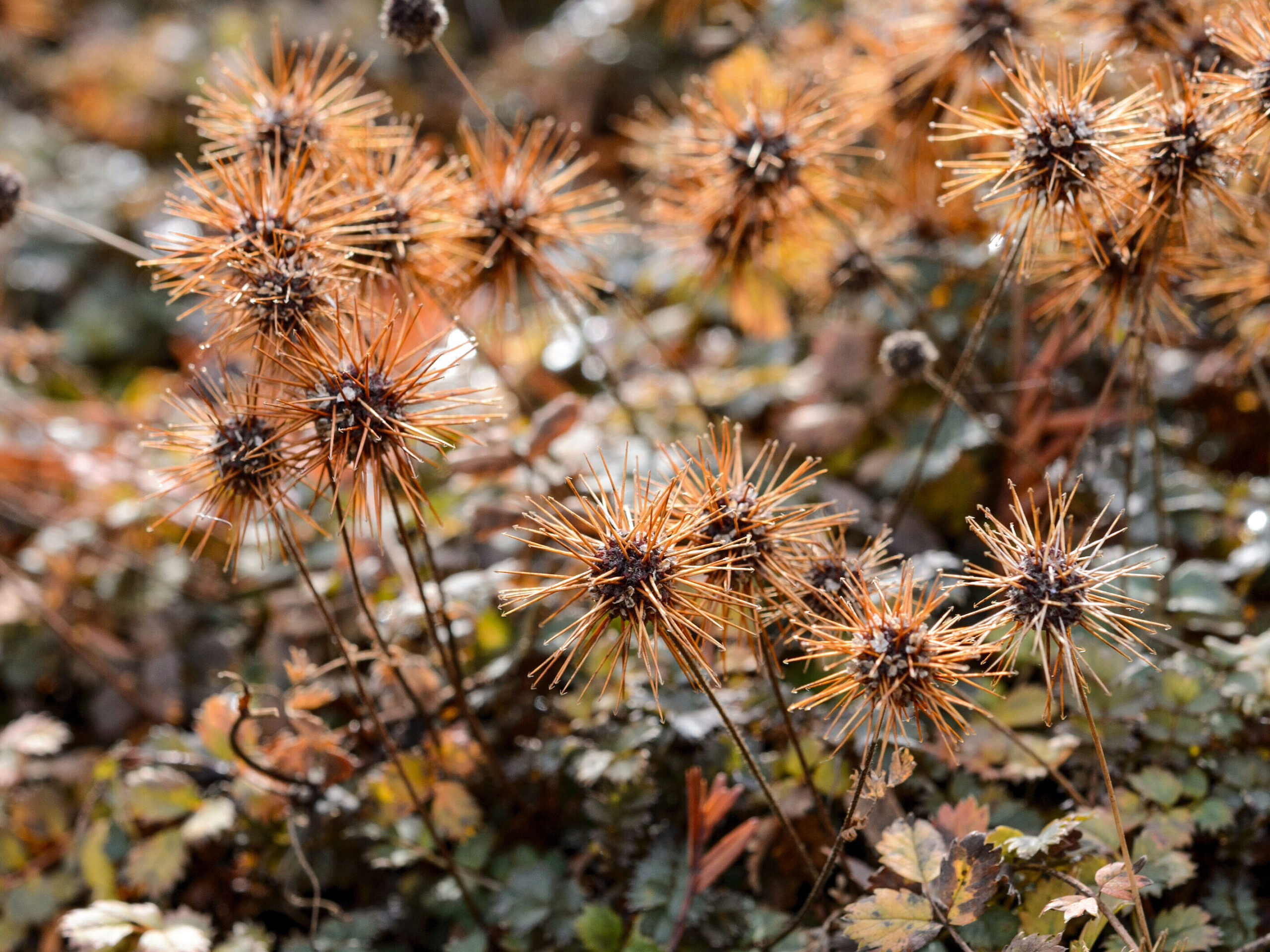 November flowers: Acaena microphylla ‘Kupferteppich’
