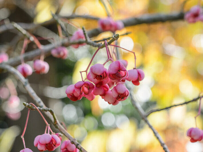 Euonymus hamiltonianus subsp. sieboldianus ‘Coral Charm’