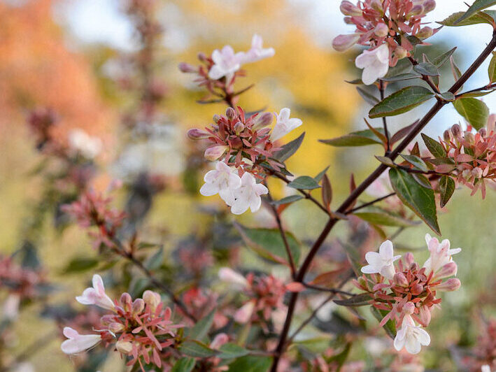 Abelia x grandiflora