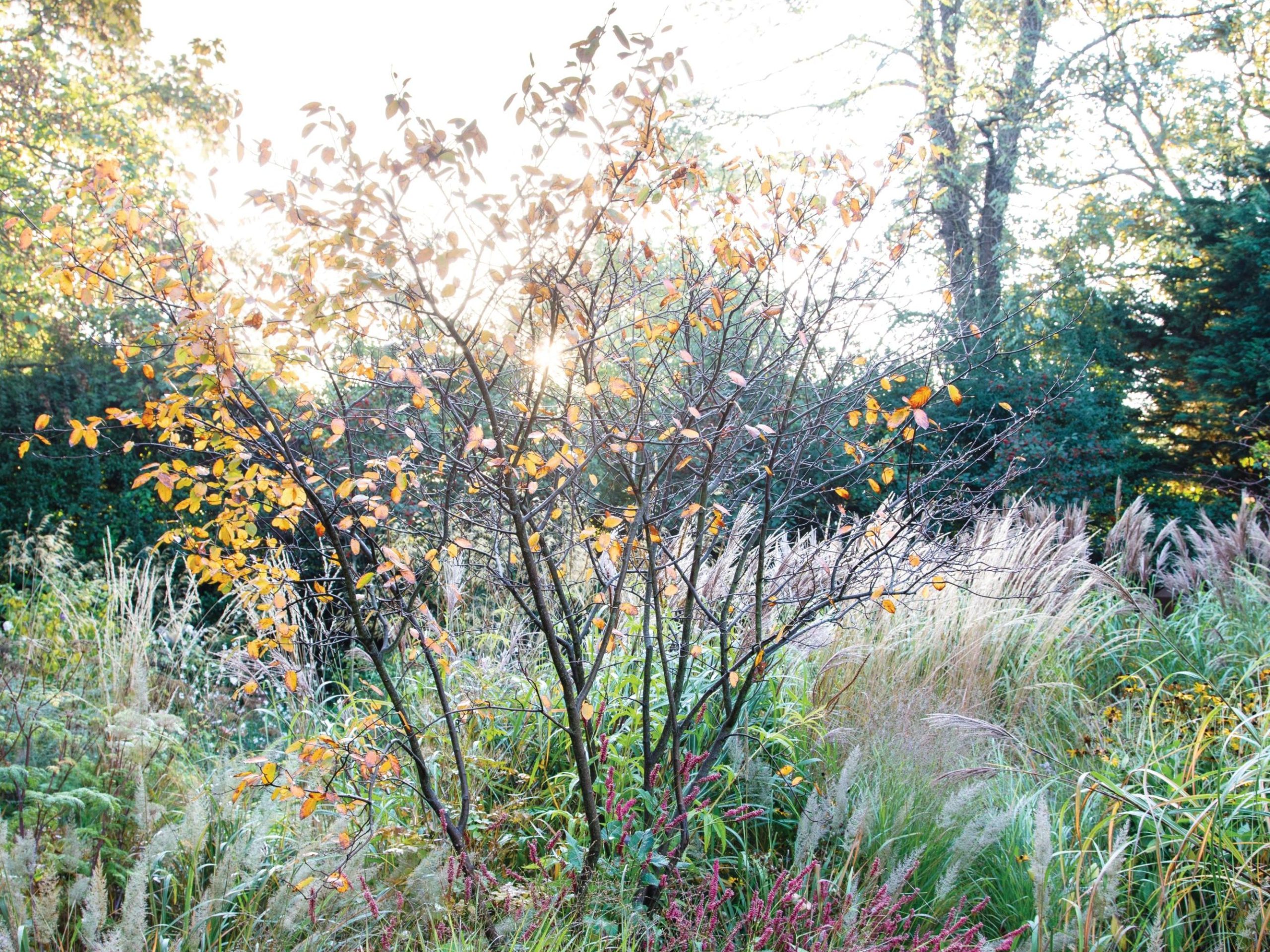 Garden borders