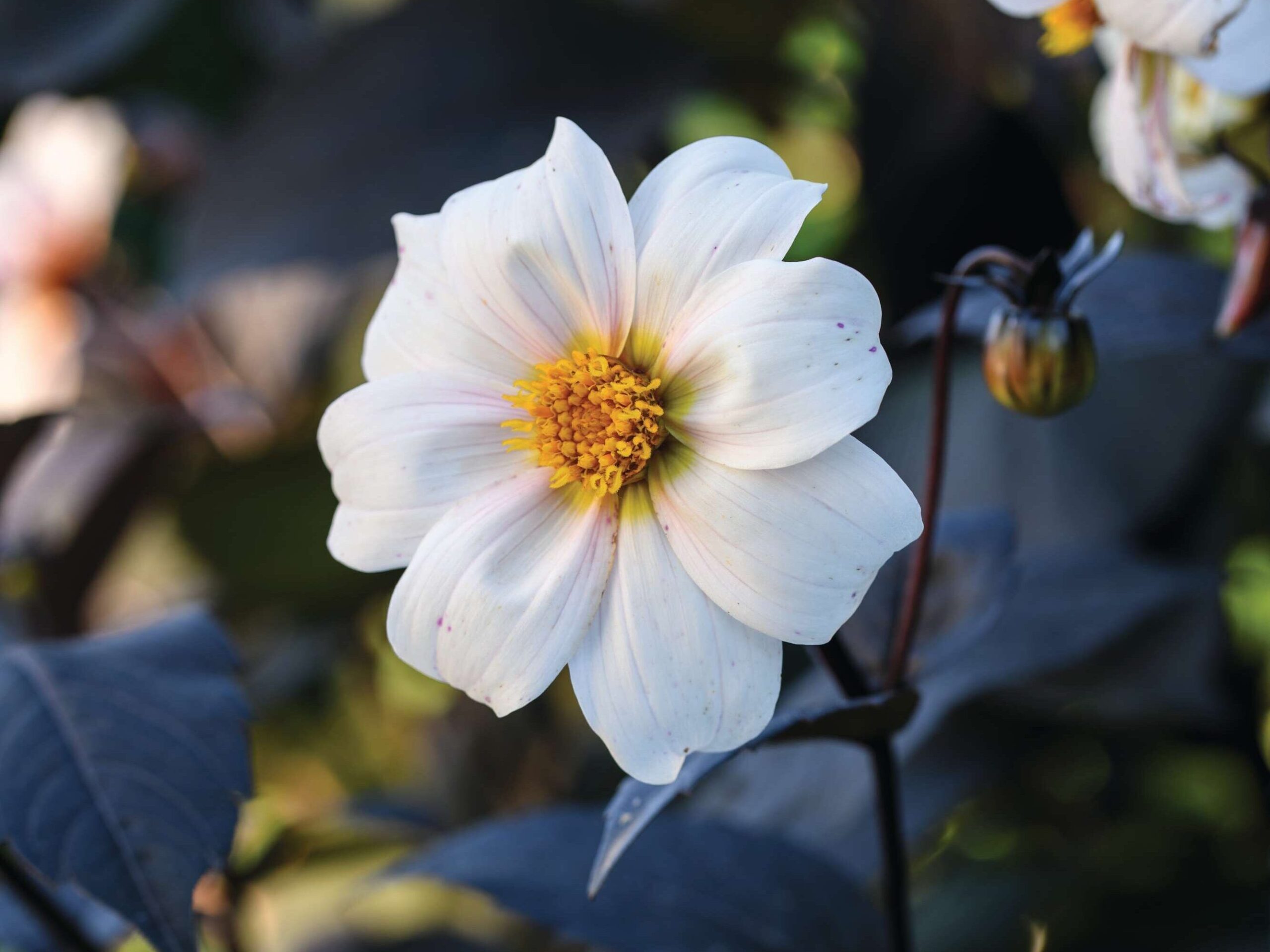 Dahlia ‘Apple Blossom’