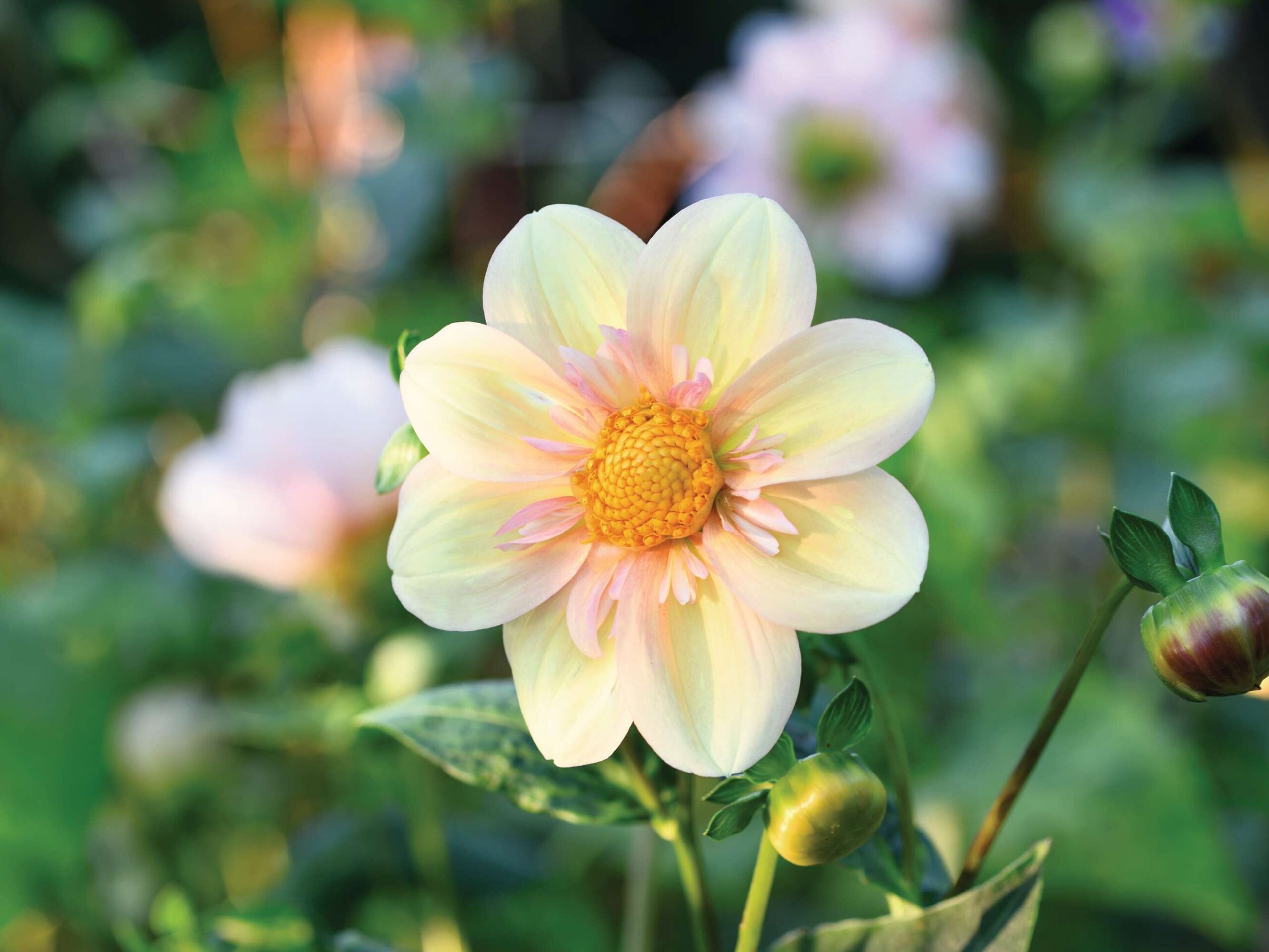 Dahlia ‘Apple Blossom’